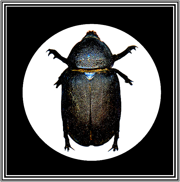 David Howard Photography