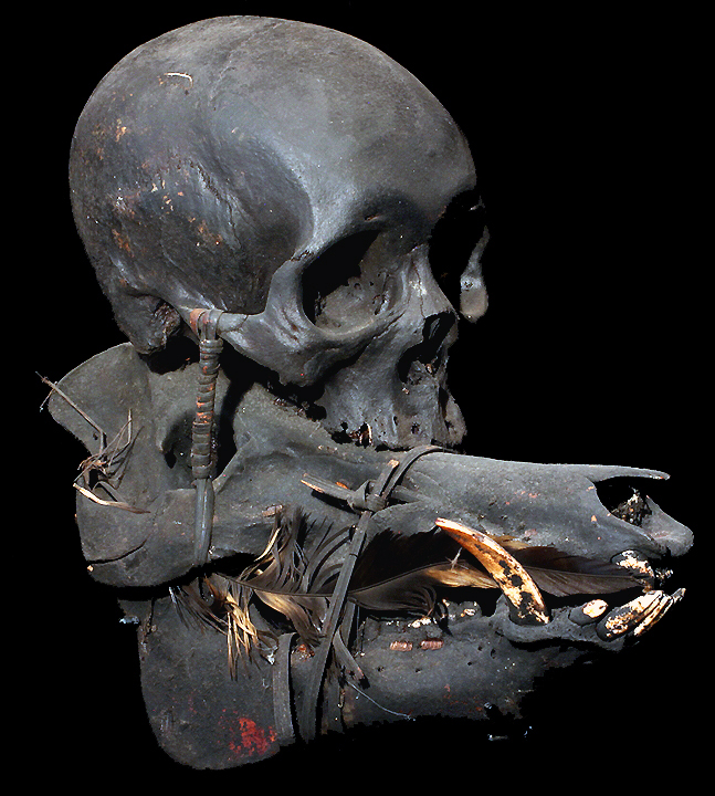 Boar Skull Real Human Head Hunting Trophy Skull Ifugao Tribe Philippines