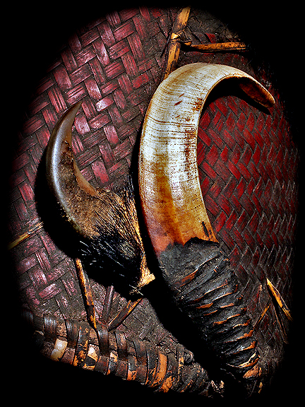 Naga Boar Tusk Claw David Howard Tribal Art